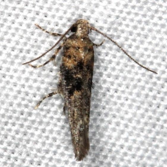 1772 Agnippe biscolorella yard 6-3-14