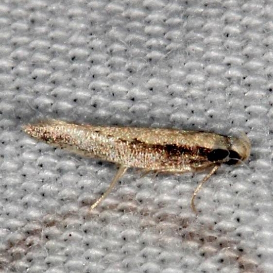 1775.97 Unidentified Agnippe Moth tentative BG Hopkins Prairie Ocala Natl Forest Fl 9-26-18 (62)_opt