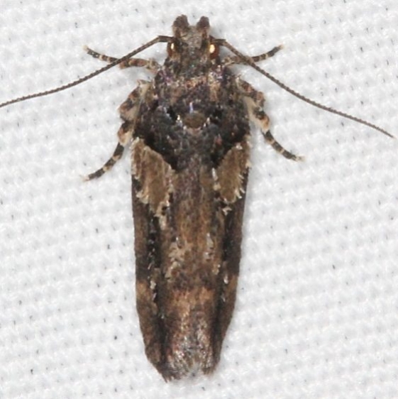1783 Lesser Bud Moth Campsite 119 Falcon St Pk 10-22-16_opt