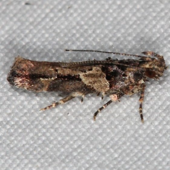 1783 Lesser Bud Moth Campsite 119Falcon St Pk Texas 10-23-16 (1)_opt