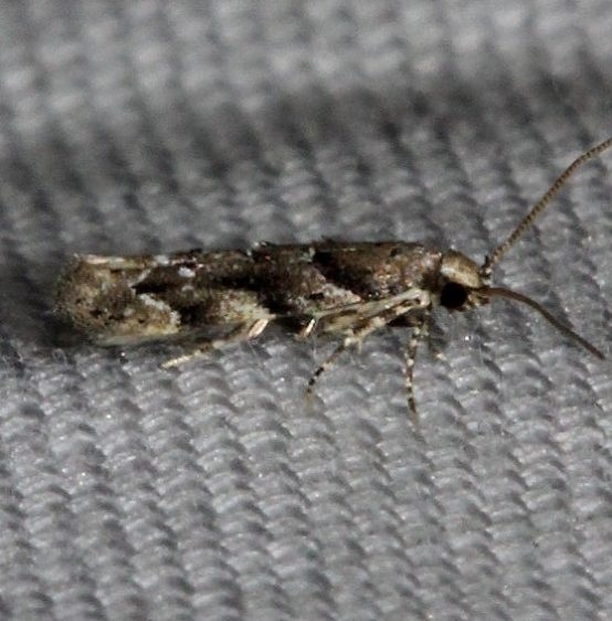 1783 Lesser Bud Moth Kissimmee Prairie St Pk 3-11-13