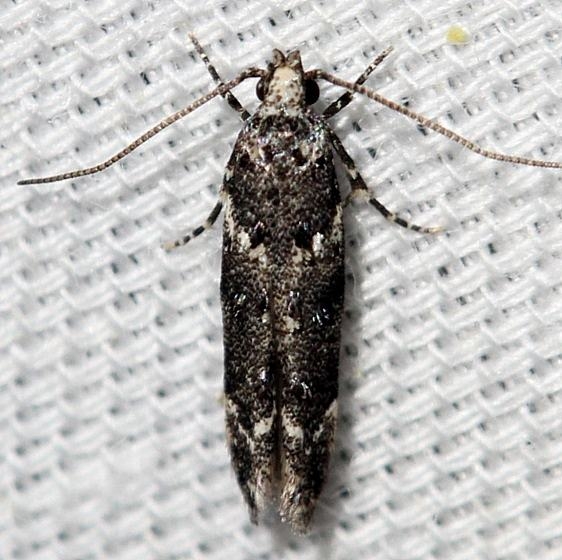 1783 Lesser Bud Moth yard 5-25-12_opt