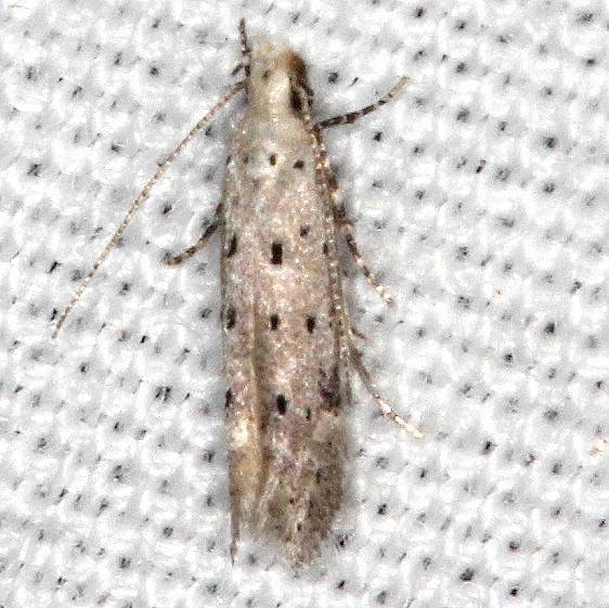 1789 Coleotechnites apicitripunctella-BG Silver Springs St Pk Fl 9-24-18