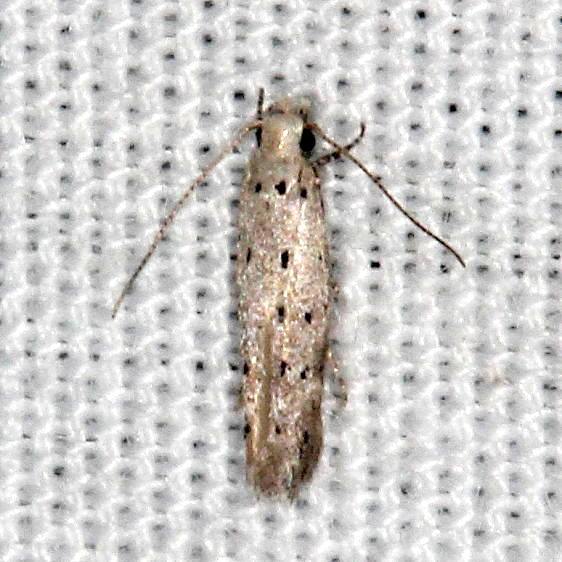 1789-Coleotechnites-apicitripunctellaBG-Suwannee-River-St-Pk-9-19-18-2