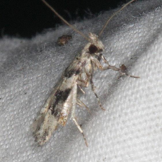 1792 Coleotechnites atruoictella yard 7-15-18 (6)_opt (1)