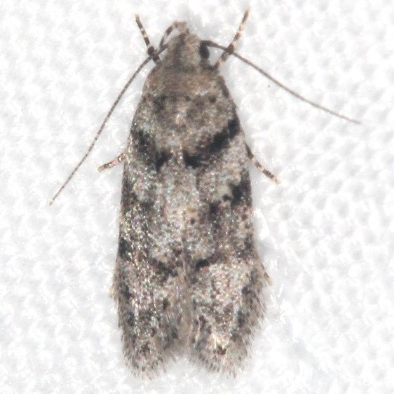 1792 Coleotechnites atrupictella Mothapalooza Shawnee St Forest Oh 7-7-17 (120)_opt
