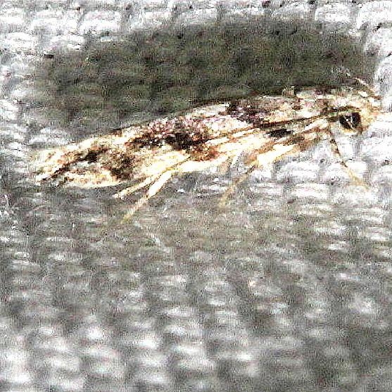 1793 Coleotechnites australis Hidden Lake Everglades Natl Pk 3-9-13