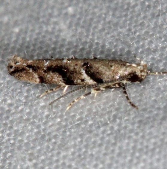 1793 Coleotechnites australis Lake Kissimmee St Pk 3-10-14