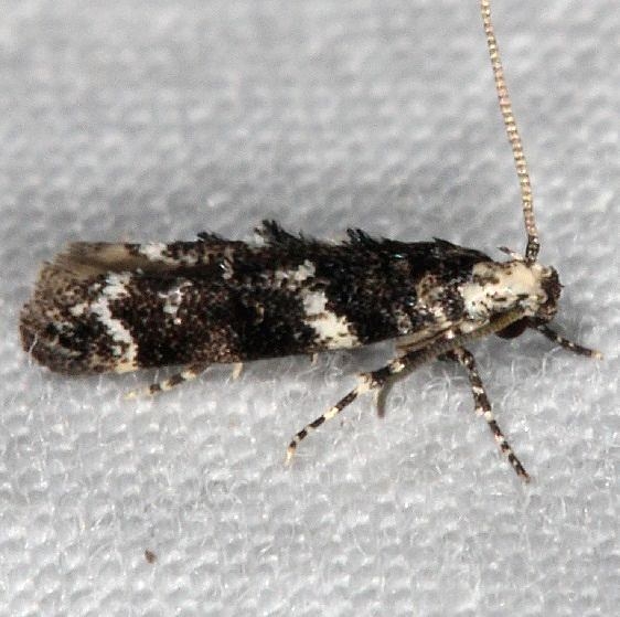 1798 Coleotechnites carbonaria tentative yard BG 6-30-16 (5)_opt