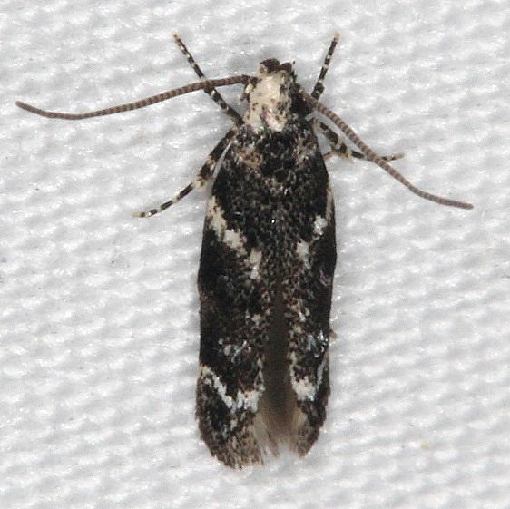 1798 Coleotechnites carbonaria tentative yard BG 6-30-16 (6)_opt