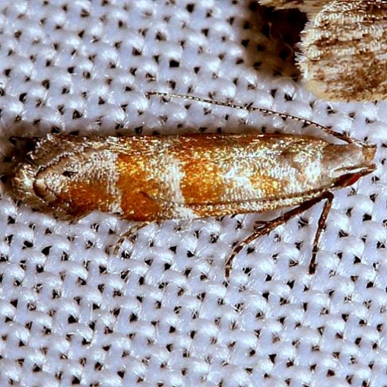 1799 Chilcott's Coleotechnites Moth yard 5-24-12