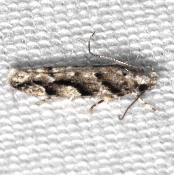 1800-Coleotechnites-citriella-BG-Collier-Seminole-St-Pk-Fl-3-12-23