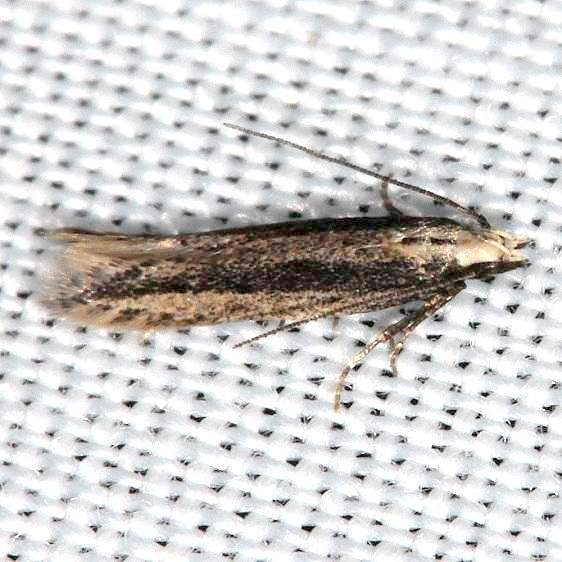 1802 Coleotechnites condignella-Kissimmee Prairie St Pk 2-16-14
