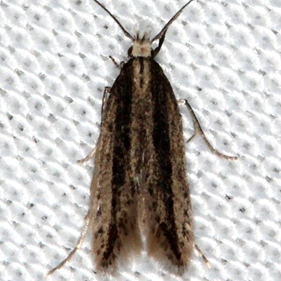 1802-Coleotechnites-condignella-Kissimmee-Prairie-St-Pka-2-16-14-31_opt