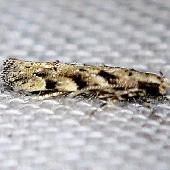 1803 Conifer Coleotechnites Moth Pineland Everglades Natl Pk 3-8-13