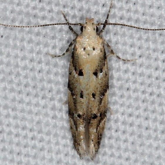 1803 Conifer Coleotechnites Moth yard 7-9-14
