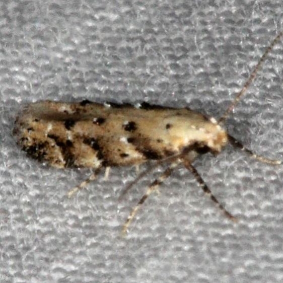 1803 Conifer Coleotechnites Moth yard 7-9-14