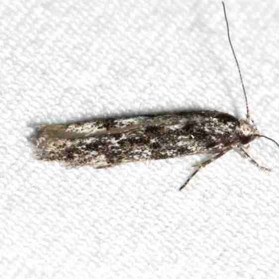 1806.1 Coleotechnites edulicola BG Mueller St Pk Co 6-22-17