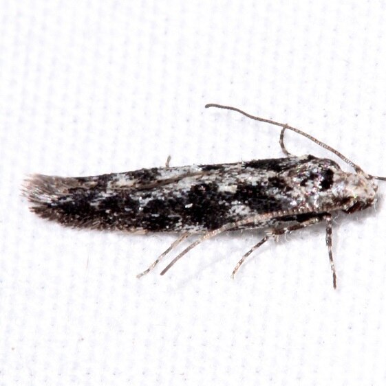 1806.1-Coleotechnites-edulicola-BG-Mueller-St-Pk-Co-6-22-172