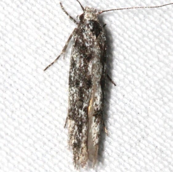 1806.1-Coleotechnites-edulicola-BG-Mueller-St-Pk-Co-6-22-173