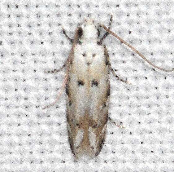 1808-Coleotechnites-eryngiella-Bear-Island-Big-Cypress-Preserve-Fl-1-12-24