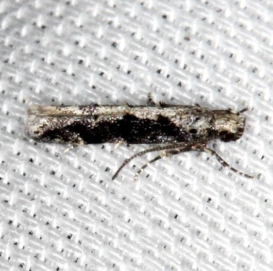 1809 Coleotechnites Flower Moth Kissimmee Prairie St Pk 2-17-14