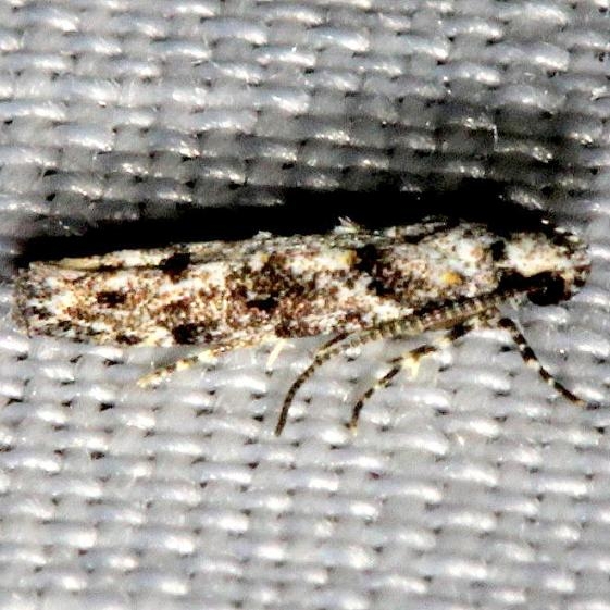 1809 Coleotechnites Flower Moth Mahogany Hammock Everglades Natl Pk 3-10-13