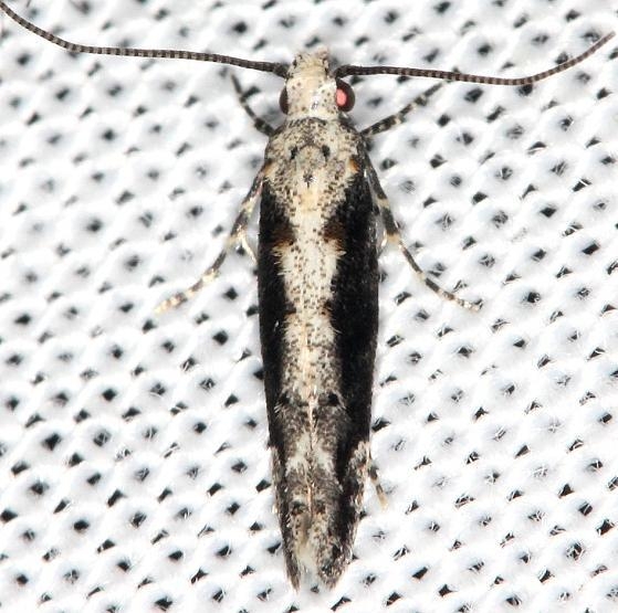1809 Coleotechnites Flower Moth yard 5-30-13