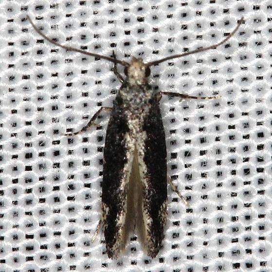 1809 Coleotechnites florae yard 5-6-13