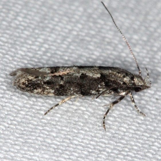 1811 Coleotechnites gibsonella Burr Oak St Pk at cabins Oh 6-27-14
