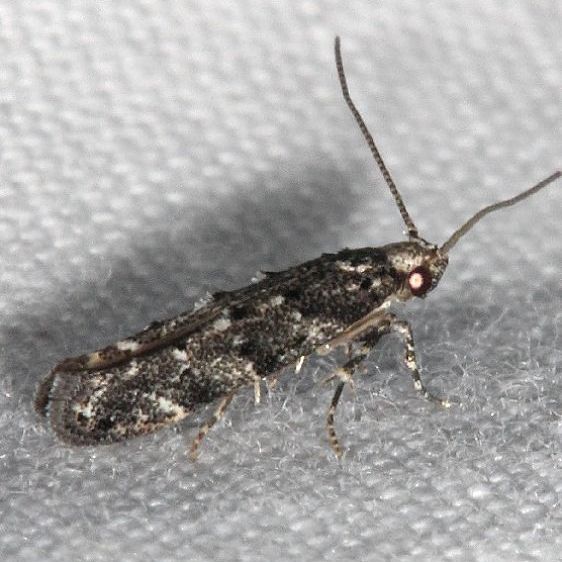 1811-Coleotechnites-gibsonella-Thunder-Lk-UP-Mich-6-28-18