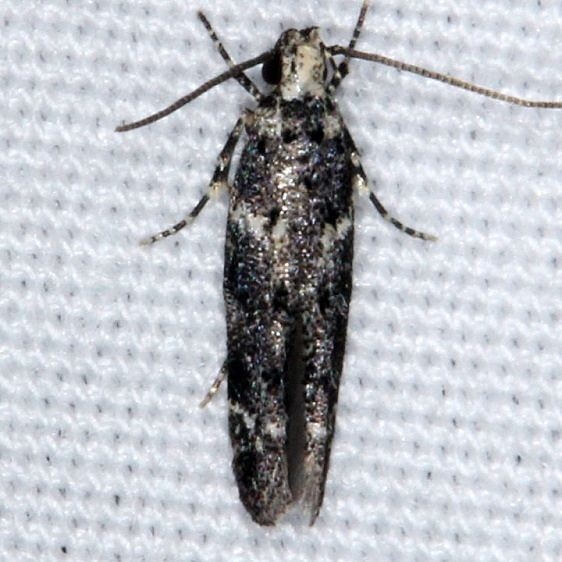 1811 Coleotechnites gibsonella yard 7-4-14