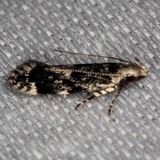 1816 Coleotechnites laricis Collier Seminole St Pk 2-26-14