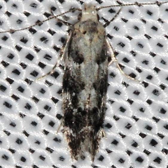 1816 Orange Larch Tubemaker Moth Lake of the Woods Ontario 7-21-16 (43a)_opt