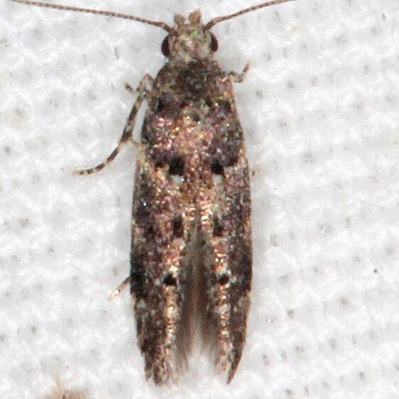 1823-Coleotechnites-nigritus-BG2024-Silver-Springs-St-Pk-Fl-9-23-18