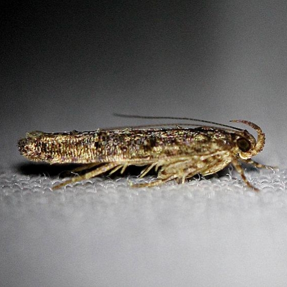 1828 Coleotechnites quercivorella Ochlockonee River St Pk Fl 3-27-13