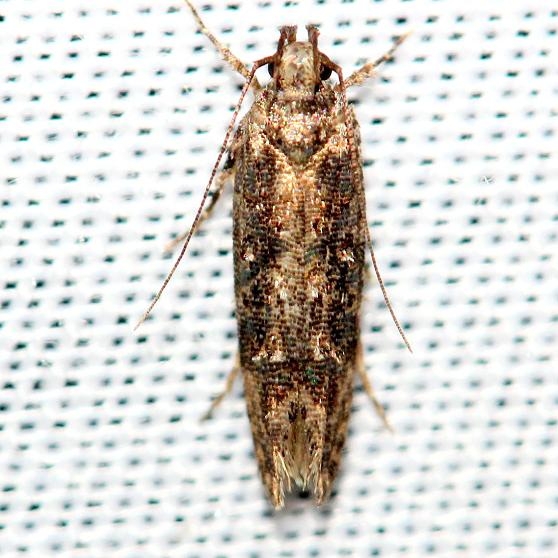 1828 Coleotechnites quercivorella Ochlockonee River St Pk Fl 3-27-13