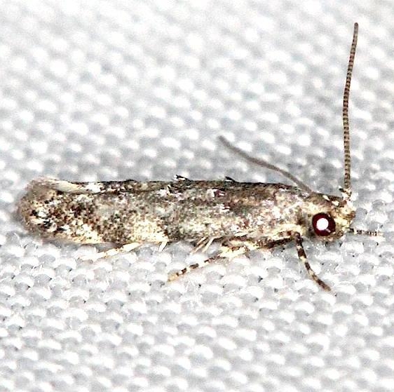 1828 Coleotechnites quercivorella yard 6-10-13