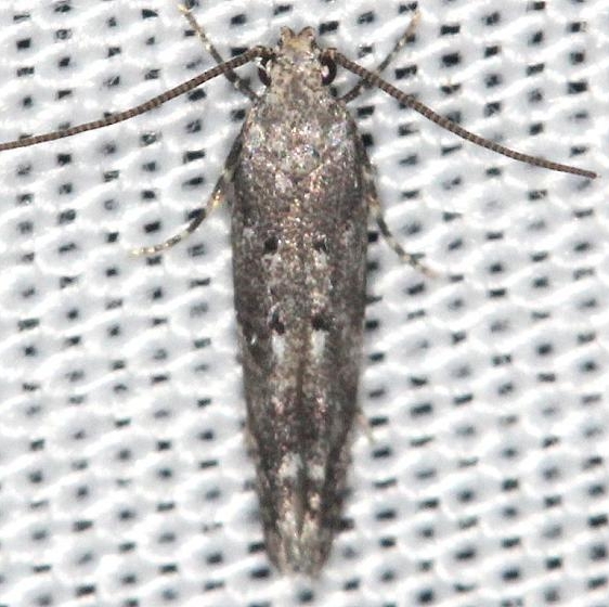 1828 Coleotechnites quercivorella yard 6-10-13