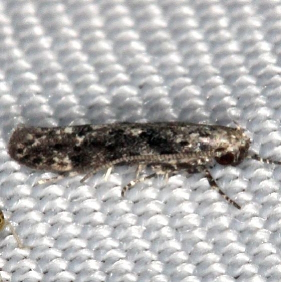 1828 Coleotechnites quercivorella yard 8-12-16 (35a)_opt