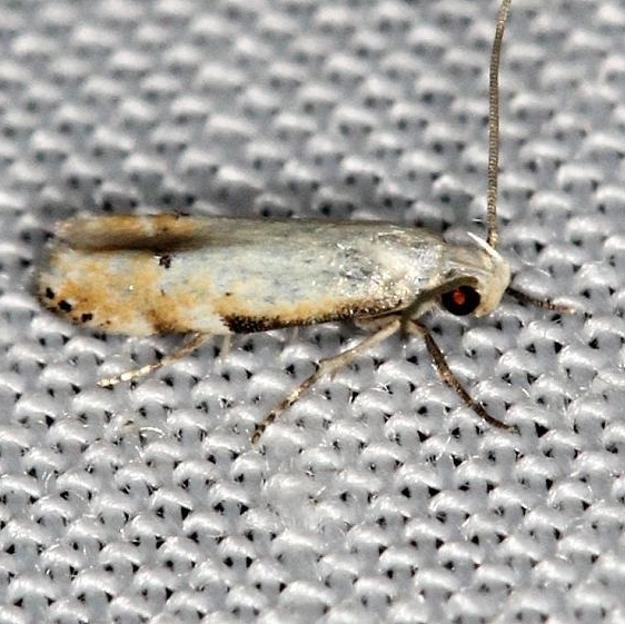 1833 Coleotechnites variella yard 6-8-13