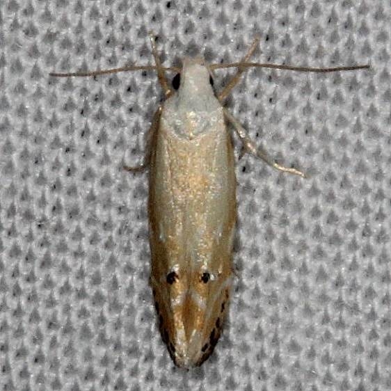 1833 Coleotechnites variiella yard 6-12-14