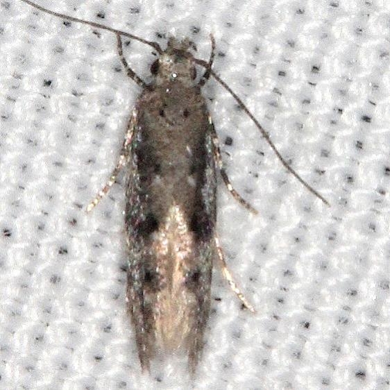 1833.97 BG Unidentified Coleotechnites Big Lagoon St Pk Fl 9-12-18
