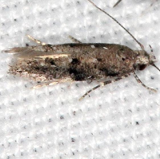 1833.97-BG-Unidentified-Coleotechnites-Big-Lagoon-St-Pk-Fl-9-12-18-39_opt