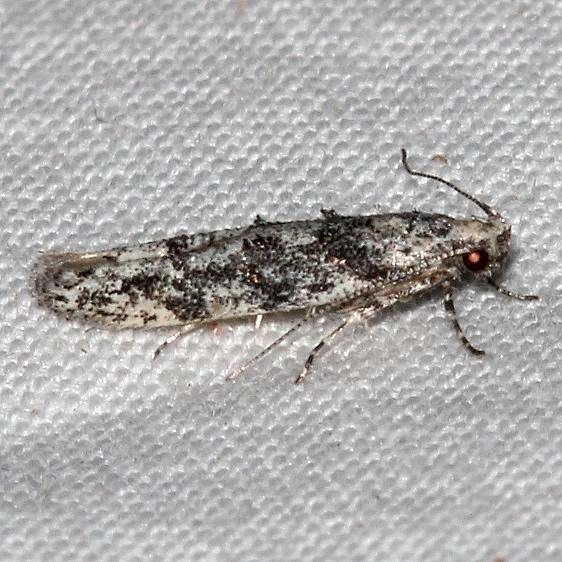 1833.97 Unidentified BG Coleotechnites Moth Colorado National Monument 6-17-17 (35)_opt