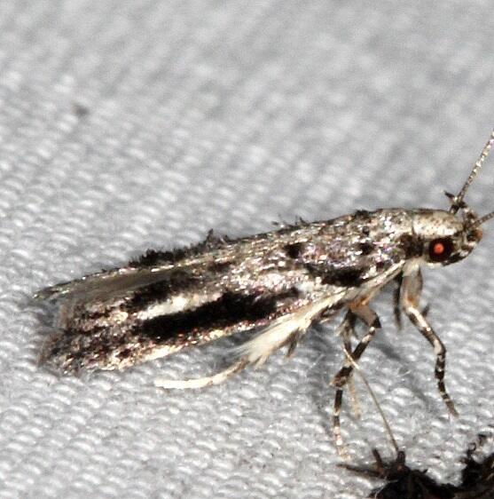 1833.97 Unidentified Coleotechnites-BG-Cypress-Glenn-Silver-Lk-Fl-3-23-23