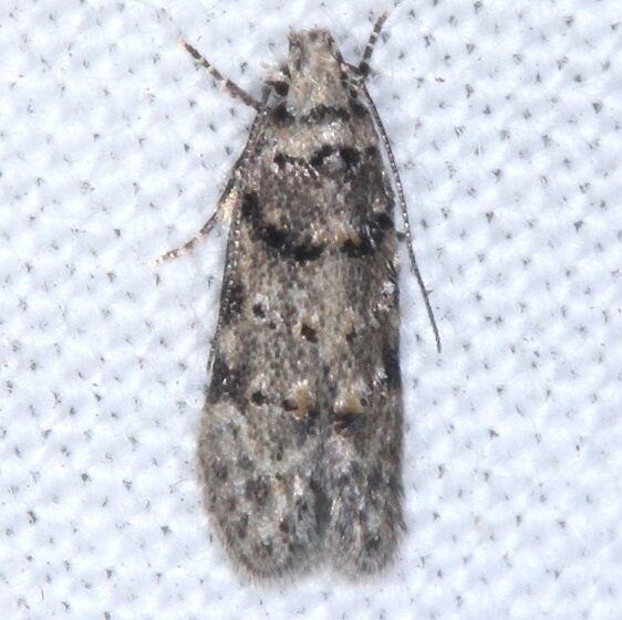 1833.97 Unidentified Coleotechnites-BG-Mike Roess Goldman St Pk Fl 2-1-24 