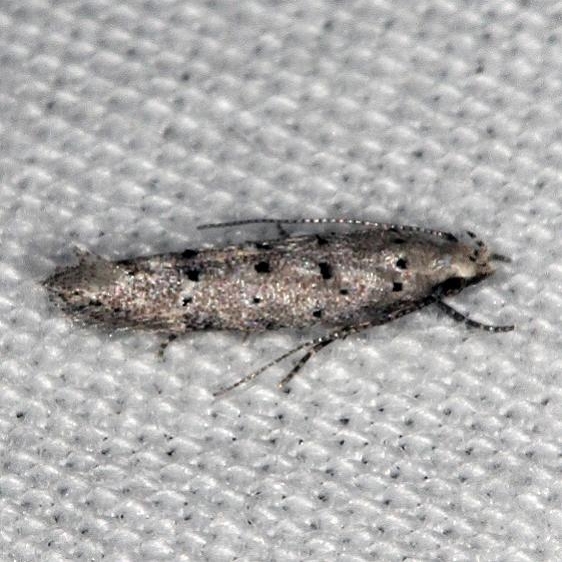 1833.97 Unidentified Coleotechnites Moth BG Jack and Loretta Lineville Alabama 9-11-18 (5)_opt