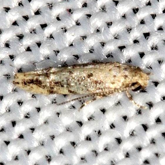1833.97 Unidentified Coleotechnites Moth NABA Gardens Mission, Texas  11-4-13 (127)_opt