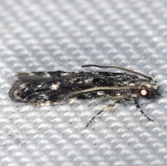 1833.97 Unidentified Coleotechnites Moth Shawnee St Pk Oh 6-14-13